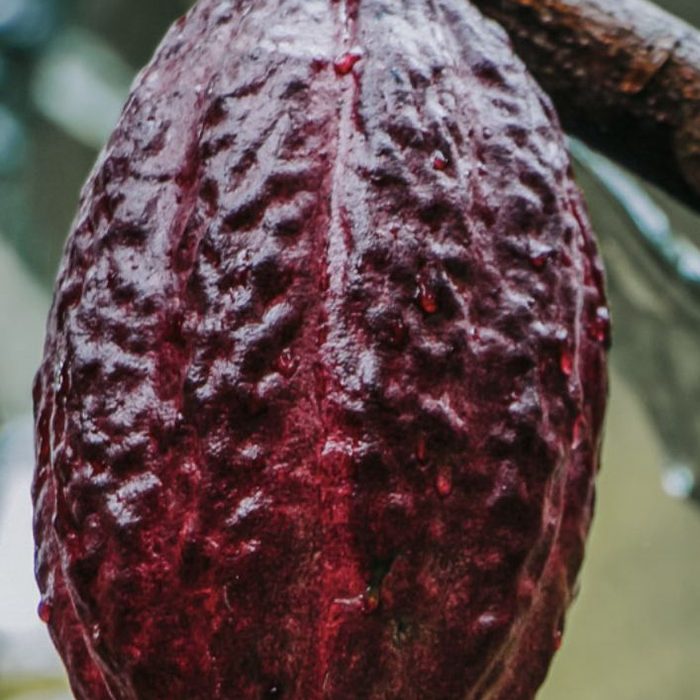 A whole, unopened cacao pod hanging on the tree, glossy and deep red