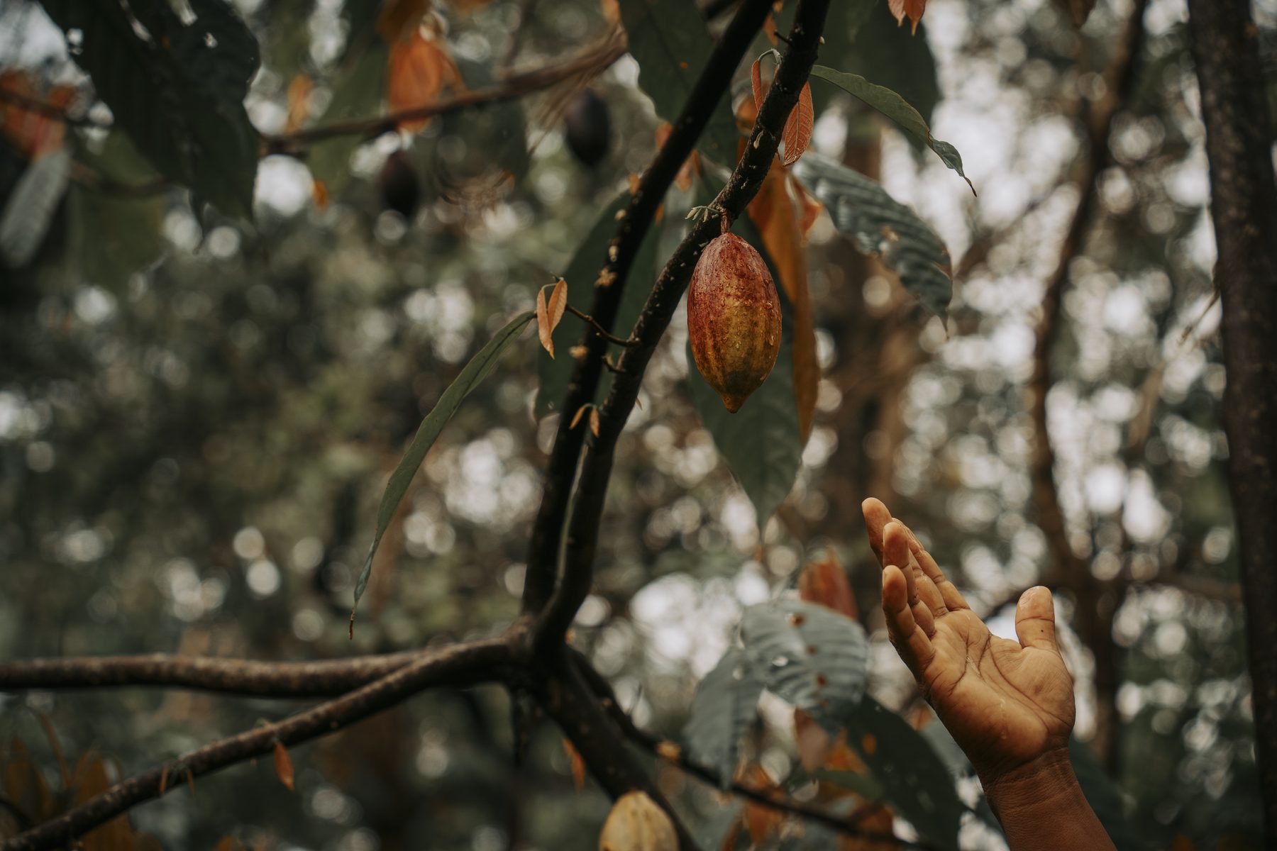 A hand reaching for a cacao pod deep in the forest canopy